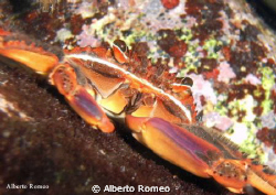 An alien crab in Mediterraneum Sea from Caribbean Sea: Pe... by Alberto Romeo 